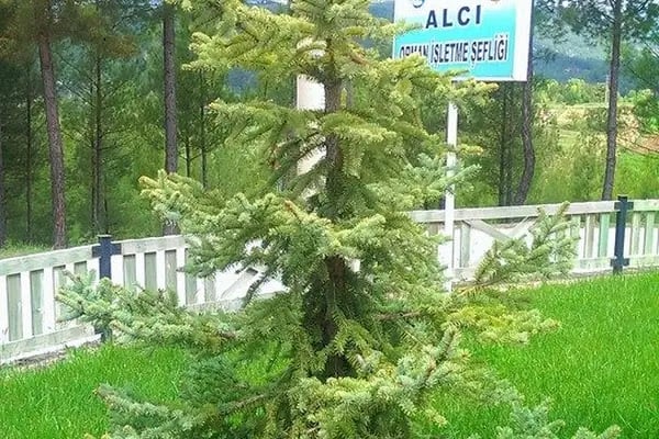 Alcı - Resim 18