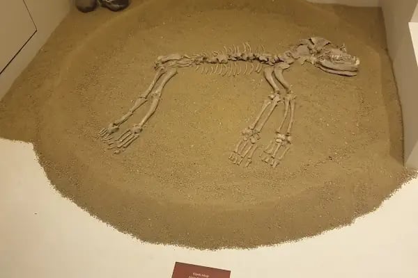 Tekirdağ Arkeoloji ve Etnografya Müzesi - Resim 11