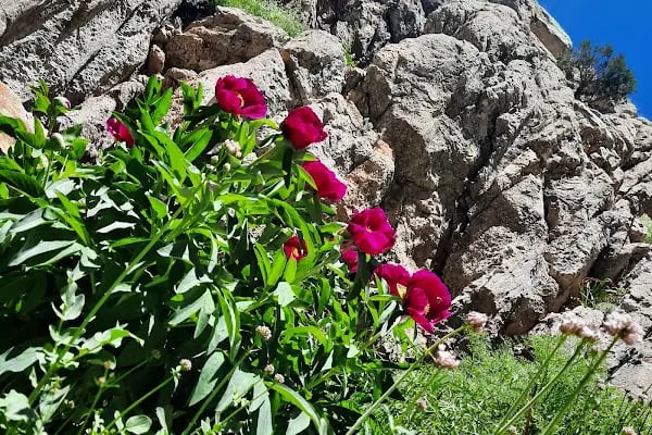 Aladağlar Milli Parkı İdare ve Ziyaretçi Tanıtım Binası - Resim 19