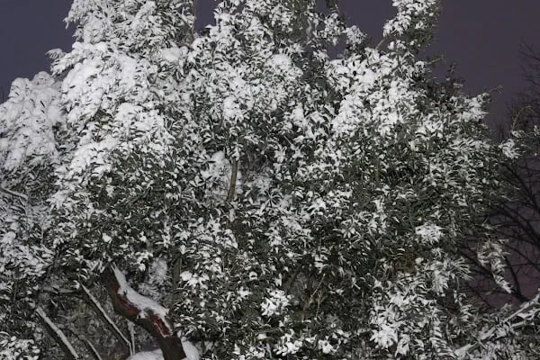 Bağcılar Belediyesi Kestane Bahçesi - Resim 15
