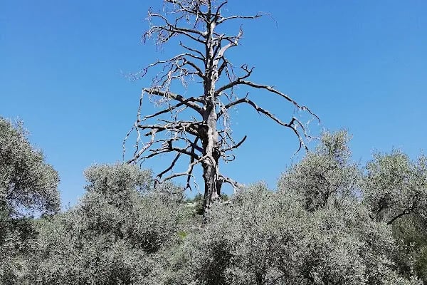 Şeyh Bedrettin Türbesi - Resim 14