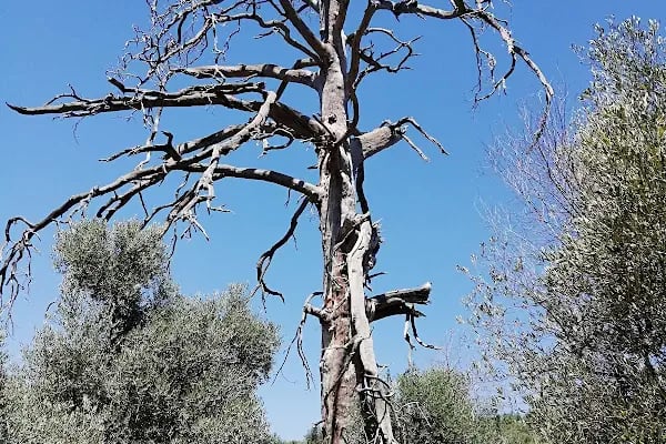 Şeyh Bedrettin Türbesi - Resim 4