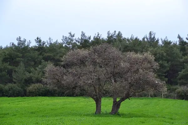 Taş Köprü Garden Kır Düğün Salonu - Resim 11