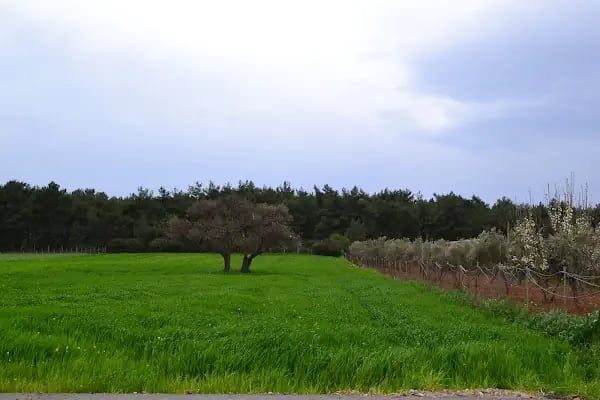 Taş Köprü Garden Kır Düğün Salonu - Resim 8