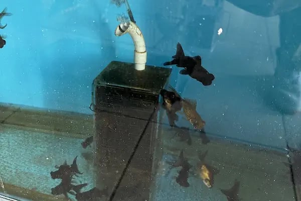 Ulaş petshop - Resim 6