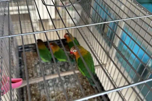 Ulaş petshop - Resim 4