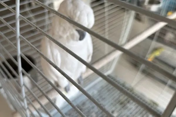 Ulaş petshop - Resim 2