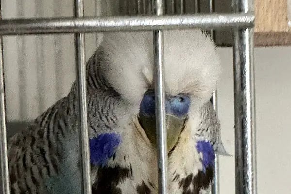 Ulaş petshop - Resim 3