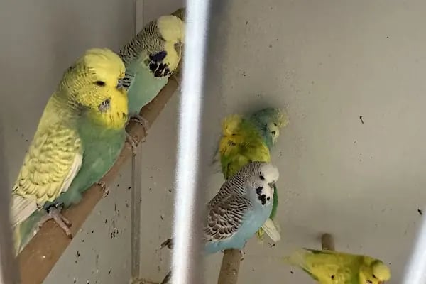 Ulaş petshop - Resim 9