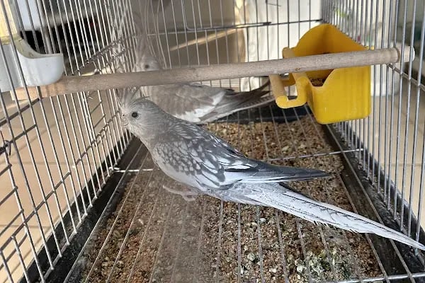 Ulaş petshop - Resim 12