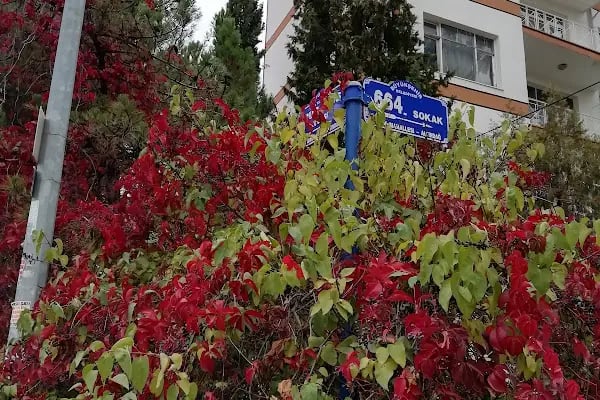 Seçkin Bakkaliyesi - Resim 5