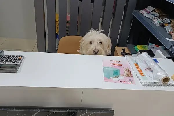 Zeyna Petshop - Resim 15