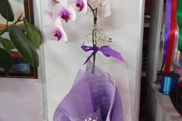 Çiçekçi Abla - Resim 13