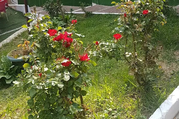 Şelale Garden Park - Resim 5
