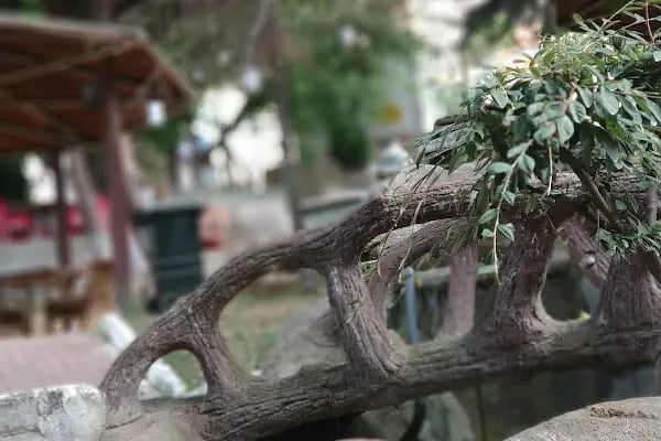 Şelale Garden Park - Resim 8