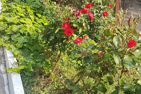 Şelale Garden Park - Resim 4