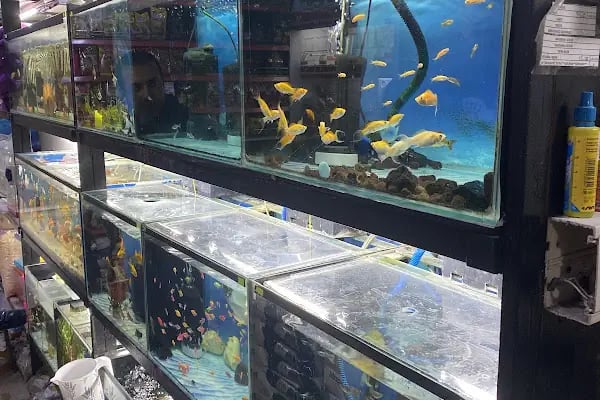 Nemo Pet Shop - Resim 11
