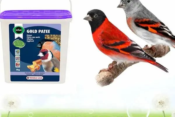 Baykuş petshop - Resim 11