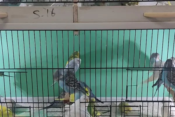 Baykuş petshop - Resim 3