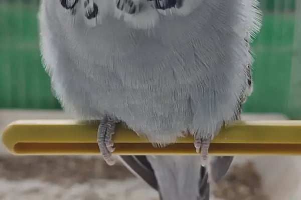 Baykuş petshop - Resim 17