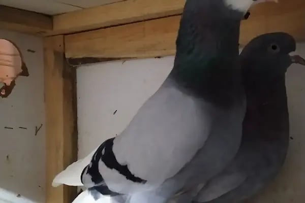 Baykuş petshop - Resim 8