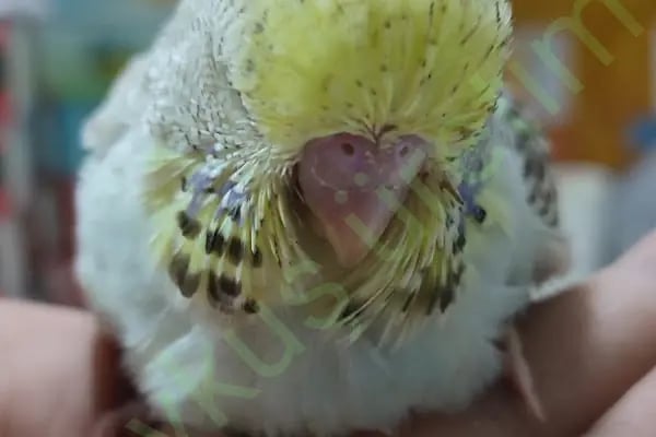 Baykuş petshop - Resim 20