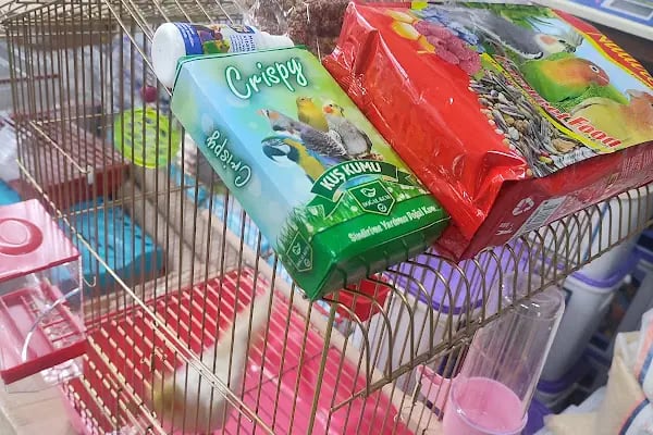 Baykuş petshop - Resim 2