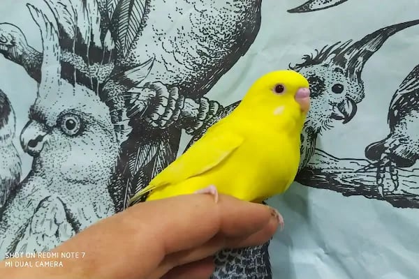 Baykuş petshop - Resim 15