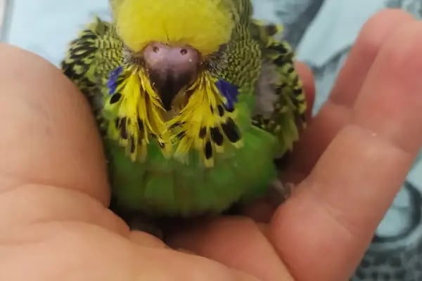 Baykuş petshop - Resim 18