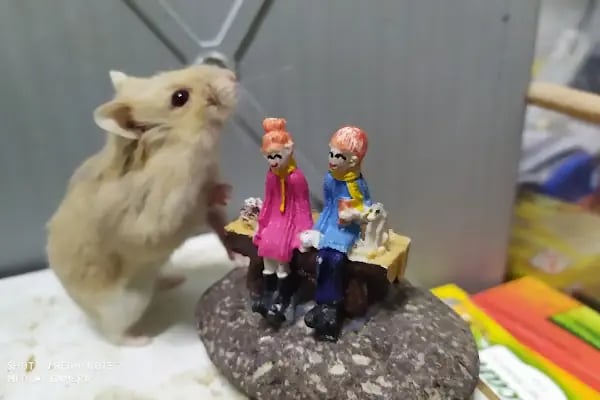 Baykuş petshop - Resim 13