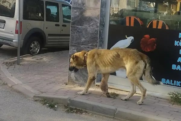 İnegöl Belediyesi Sahipsiz Hayvanlar Bakım Ve Tedavi Merkezi - Resim 2