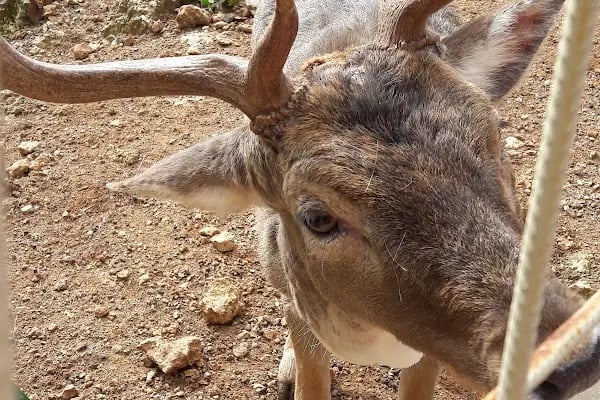 Kepez Belediyesi Sosyal Tesisler Ve Mesire Alanı - Resim 19