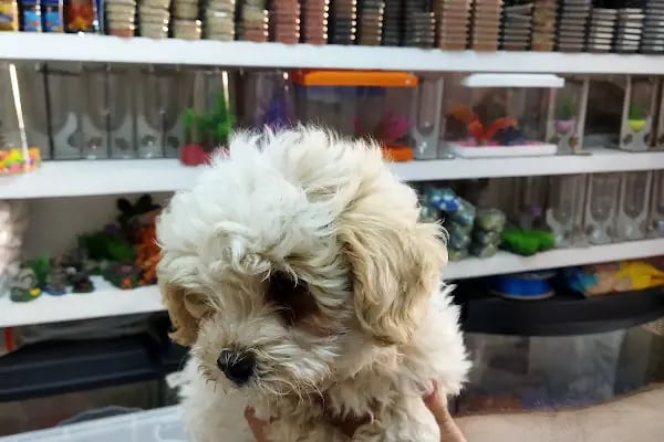 Yaylalı Petshop &amp; Outdoor Giyim. - Resim 4