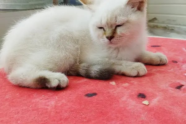 Yaylalı Petshop &amp; Outdoor Giyim. - Resim 8