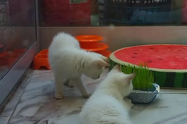 Yaylalı Petshop &amp; Outdoor Giyim. - Resim 6
