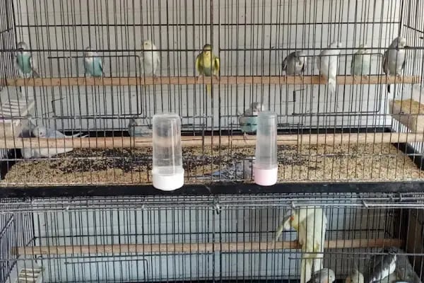 Yaylalı Petshop &amp; Outdoor Giyim. - Resim 7