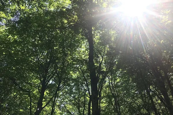 Kömürcü Bendi Milli Parkı - Resim 5
