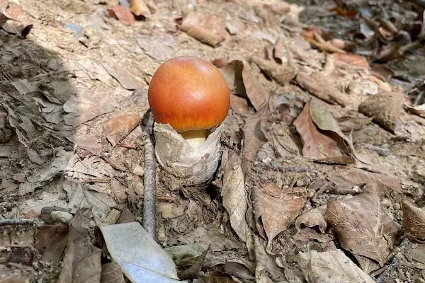 Kömürcü Bendi Milli Parkı - Resim 19
