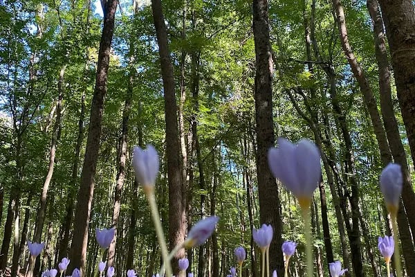 Kömürcü Bendi Milli Parkı - Resim 11
