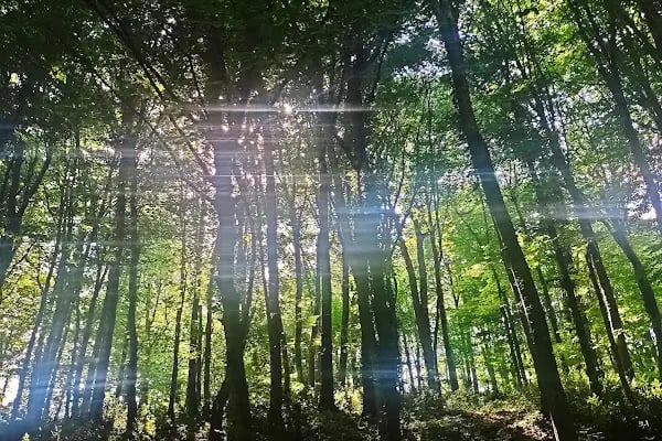 Kömürcü Bendi Milli Parkı - Resim 9