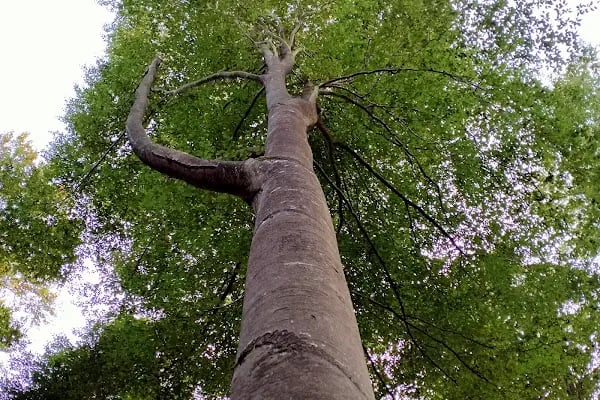 Kömürcü Bendi Milli Parkı - Resim 16