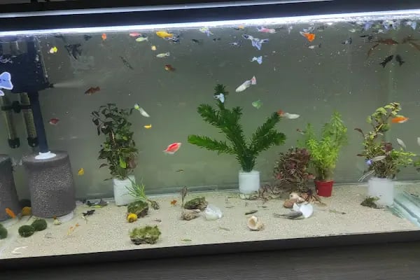 Tropikal petshop akvaryum Çerkezköy - Resim 1