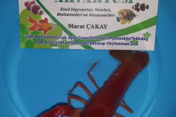 Tropikal petshop akvaryum Çerkezköy - Resim 20