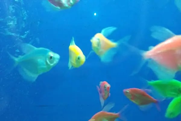 Tropikal petshop akvaryum Çerkezköy - Resim 14