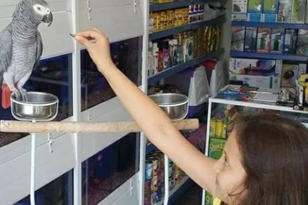 Tropikal petshop akvaryum Çerkezköy - Resim 3