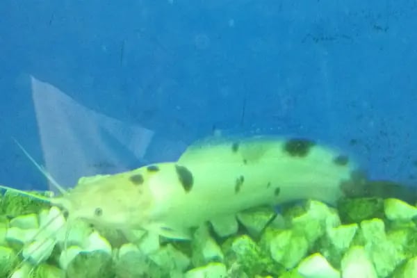 Tropikal petshop akvaryum Çerkezköy - Resim 7