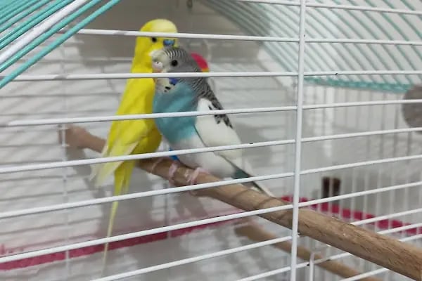 Tropikal petshop akvaryum Çerkezköy - Resim 4