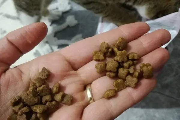 Tropikal petshop akvaryum Çerkezköy - Resim 8