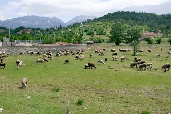 Atatürk Parkı - Resim 17
