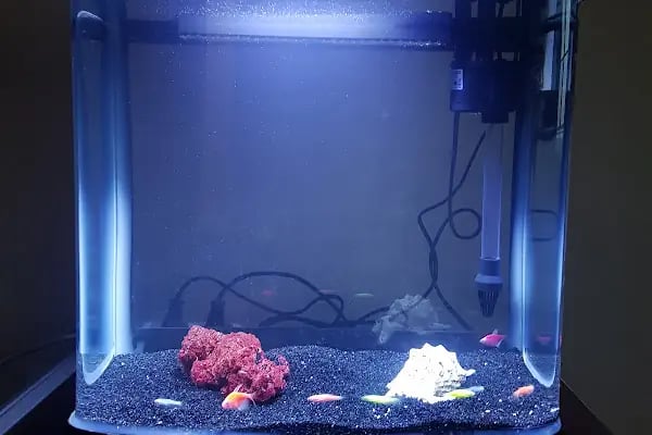 Çağlayan pet shop - Resim 11